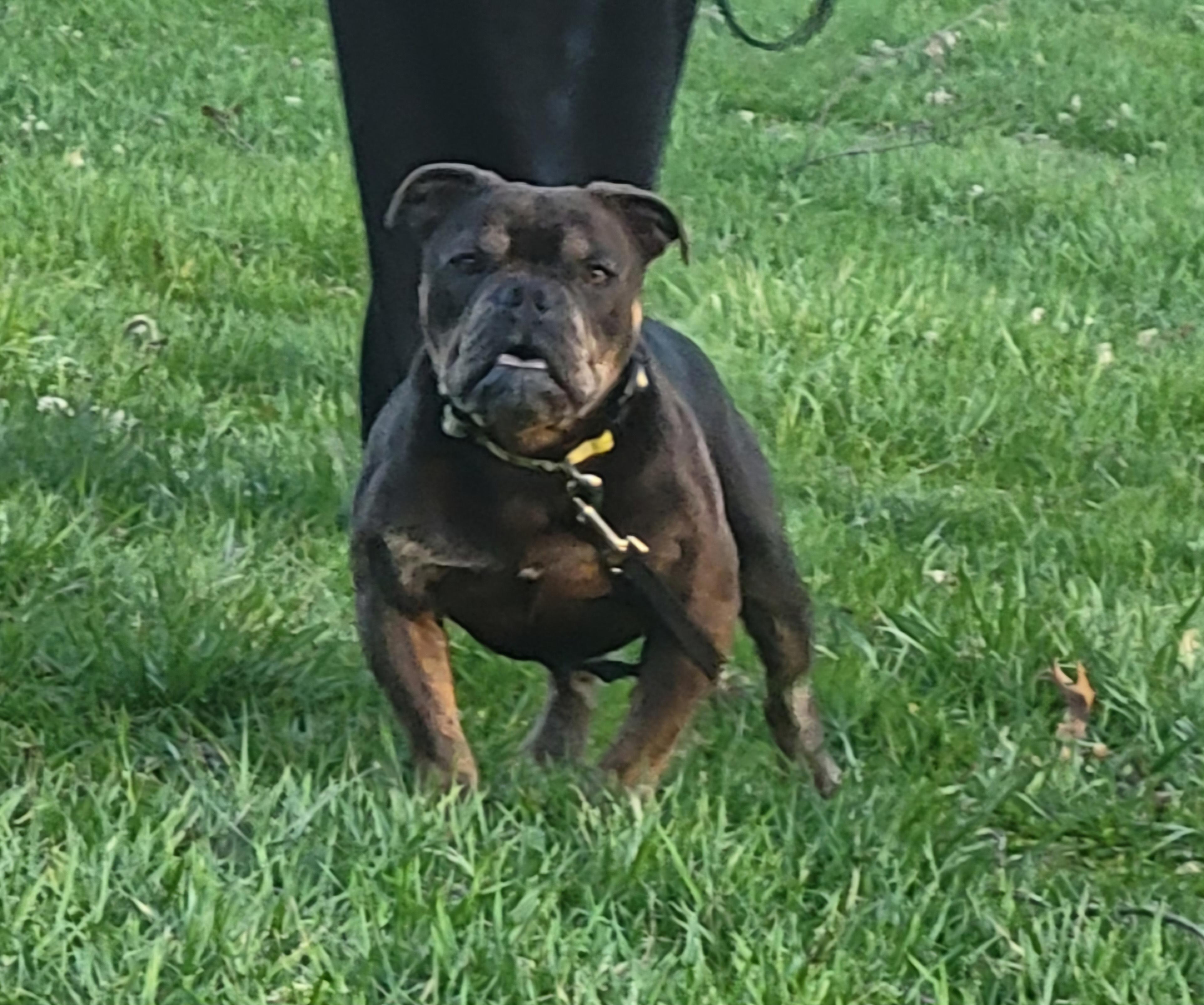 Be a foster parent, a ADOPTABLE mixed breed in Milford, MI image 2/6