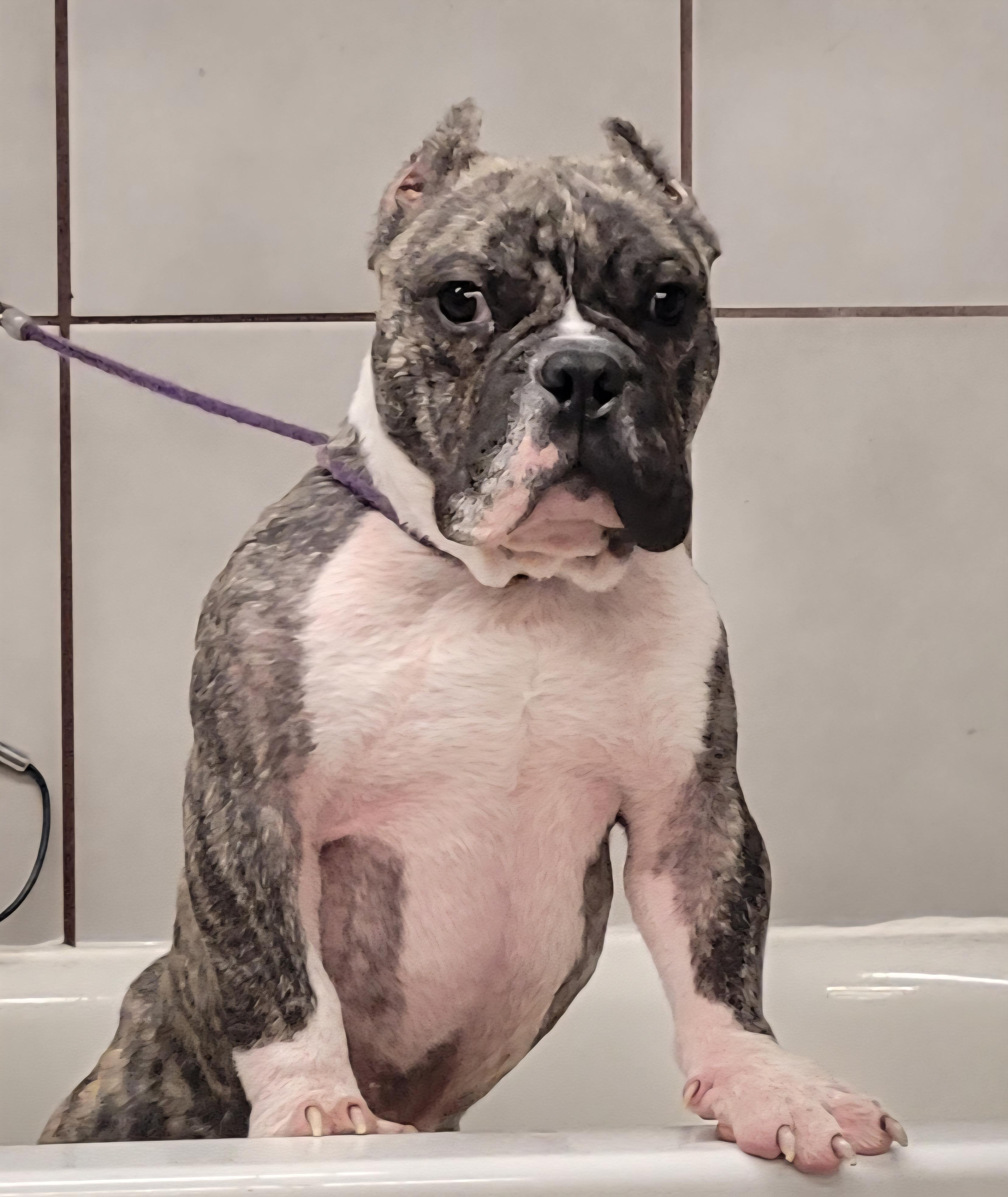 Be a foster parent, ADOPTABLE, Adult Male Mixed Breed.