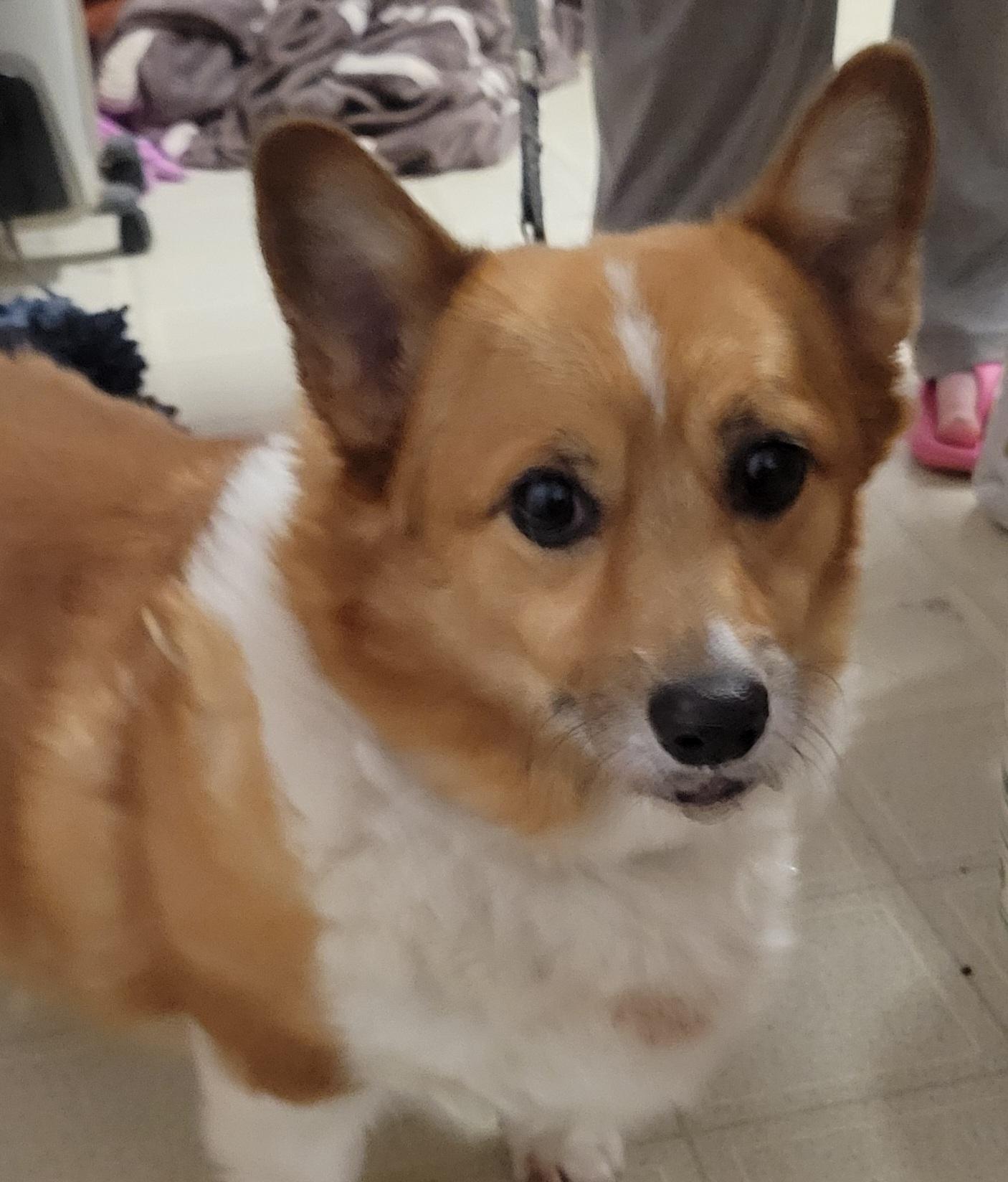 Be a foster parent, a ADOPTABLE mixed breed in Milford, MI image 5/6