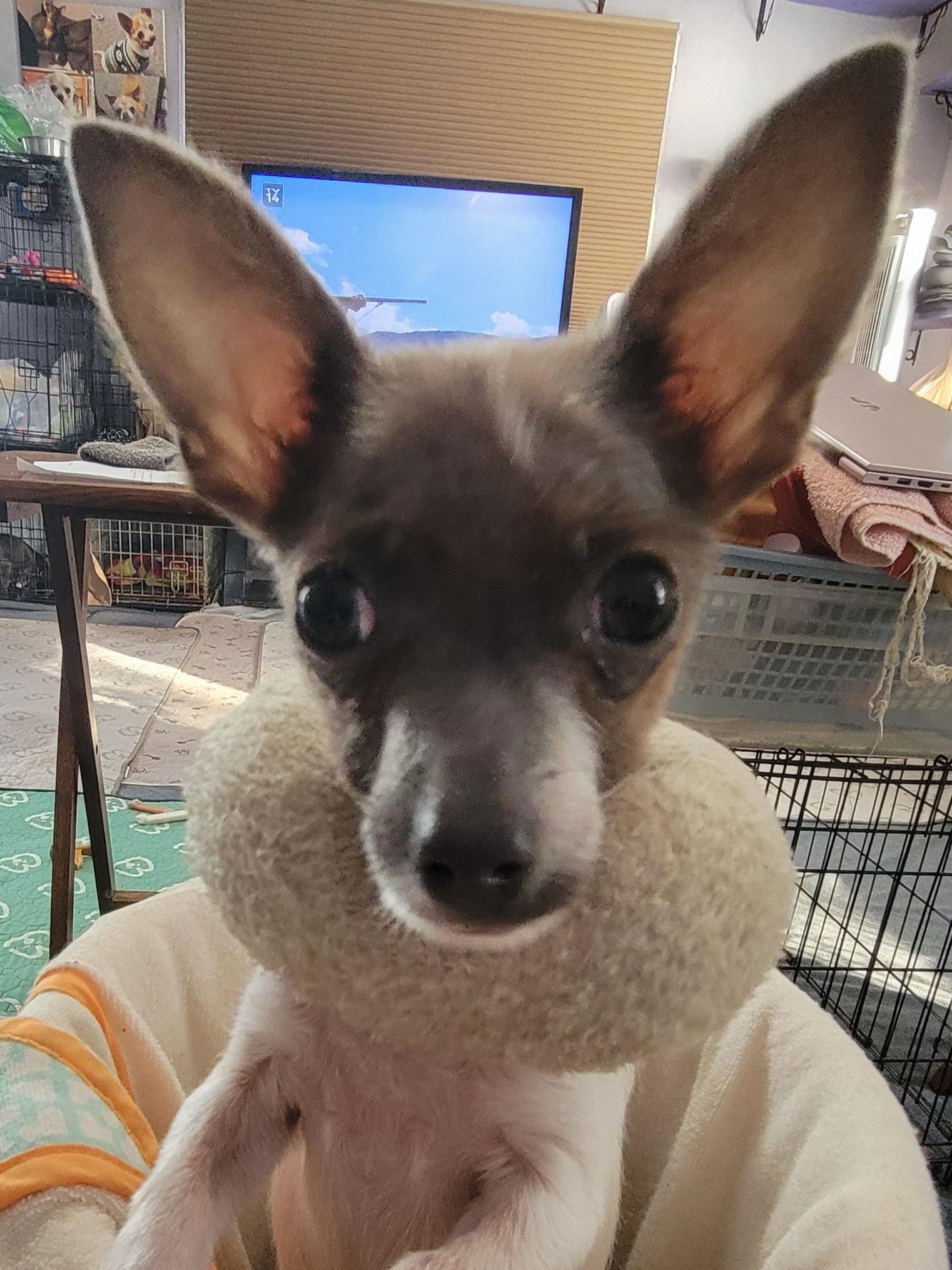 Be a foster parent, a ADOPTABLE mixed breed in Milford, MI image 4/6