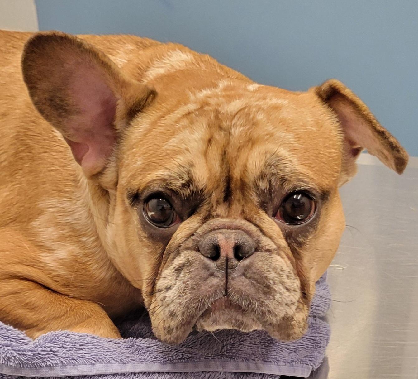 Be a foster parent, a ADOPTABLE mixed breed in Milford, MI image 3/6