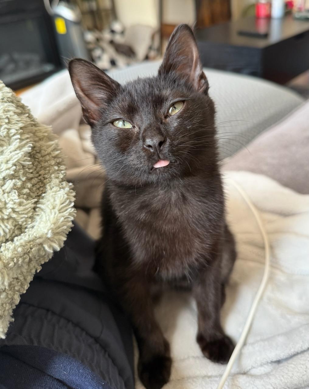 Enlarge Princess Mindy, a Adoptable mixed breed in Teterboro, NJ image 3/6