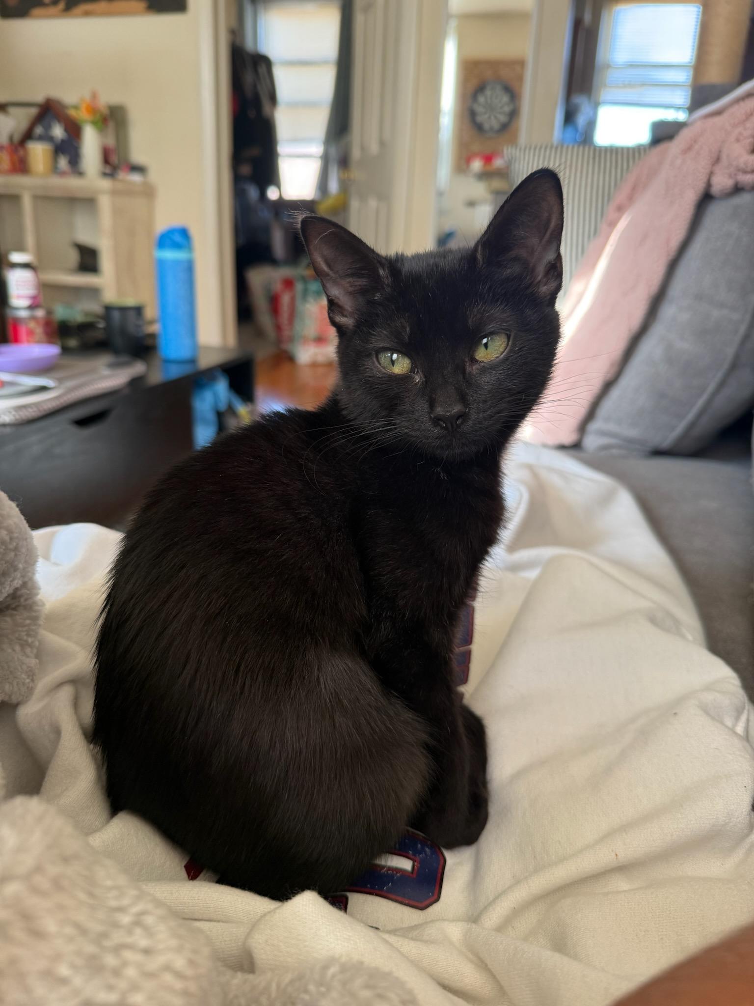 Princess Mindy, Adoptable, Kitten Female Domestic Short Hair.