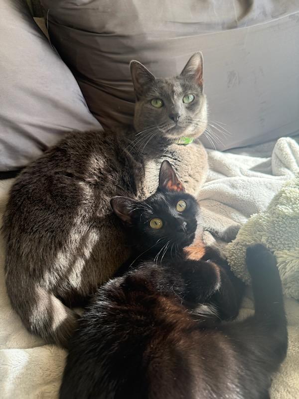 Enlarge Princess Mindy, a Adoptable mixed breed in Teterboro, NJ image 5/6