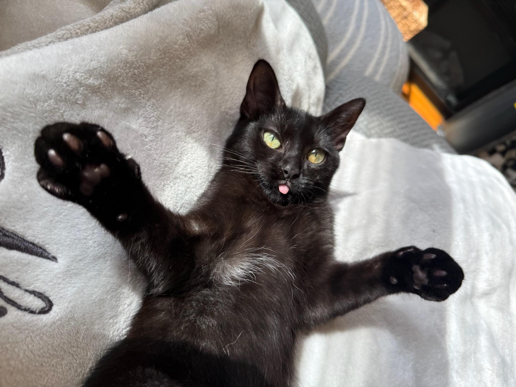 Enlarge Princess Mindy, a Adoptable mixed breed in Teterboro, NJ image 2/6