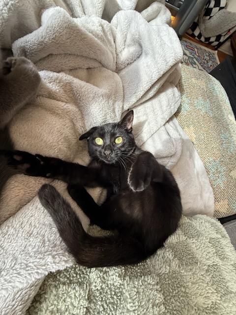 Enlarge Princess Mindy, a Adoptable mixed breed in Teterboro, NJ image 6/6