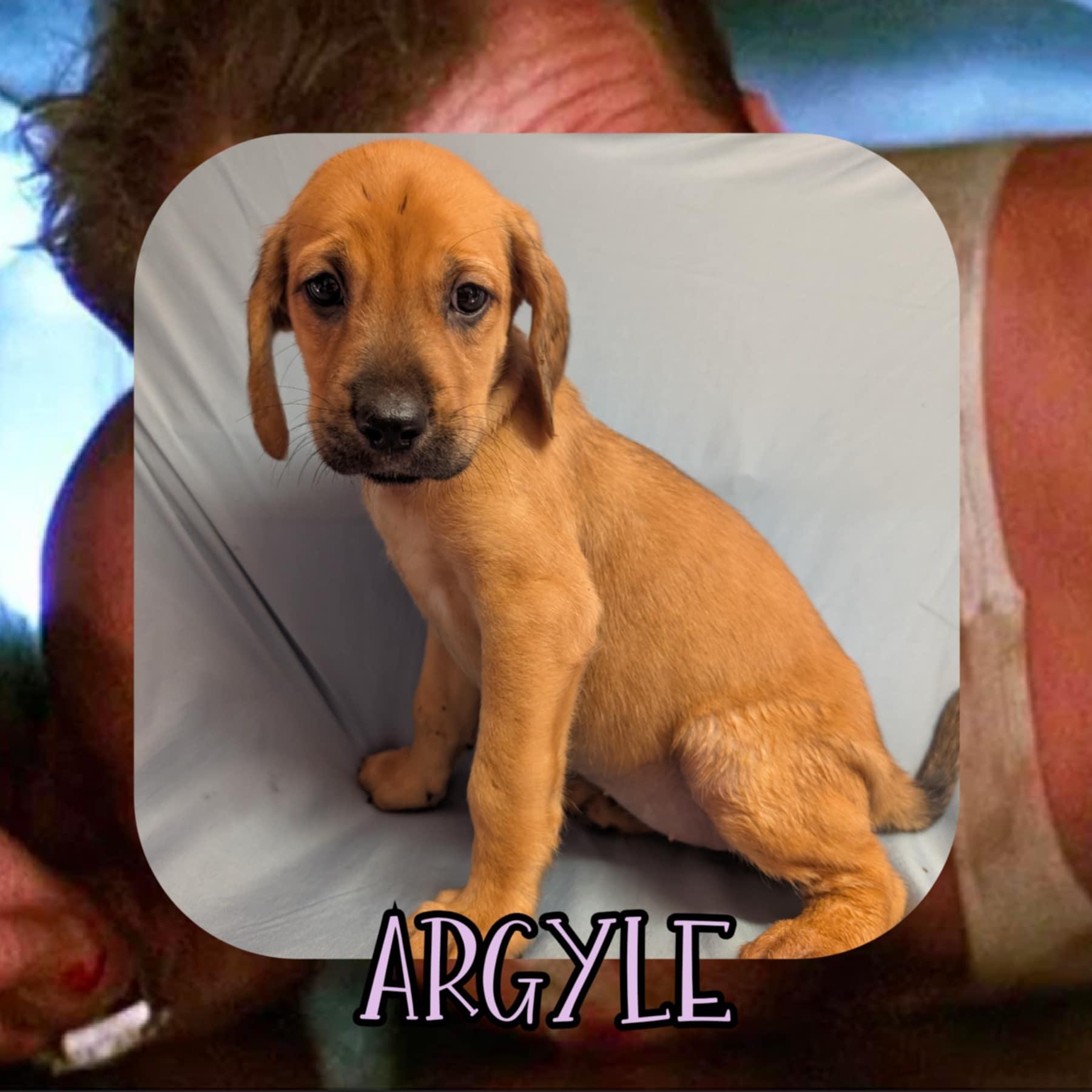 Argyle