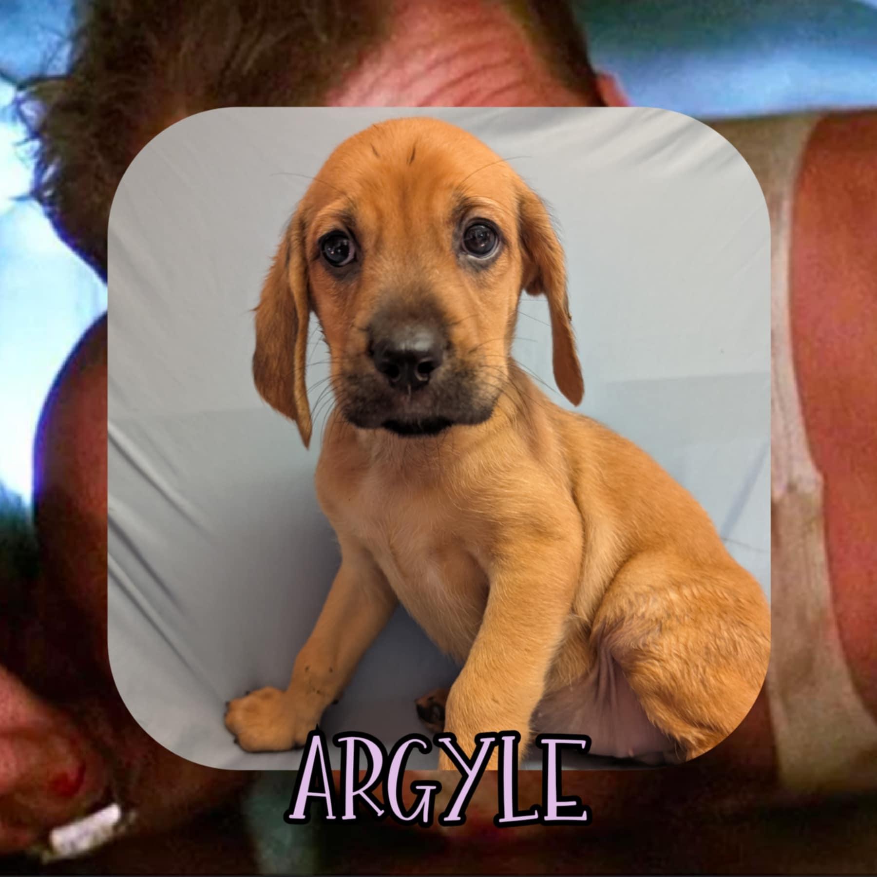 Argyle thumbnail 2