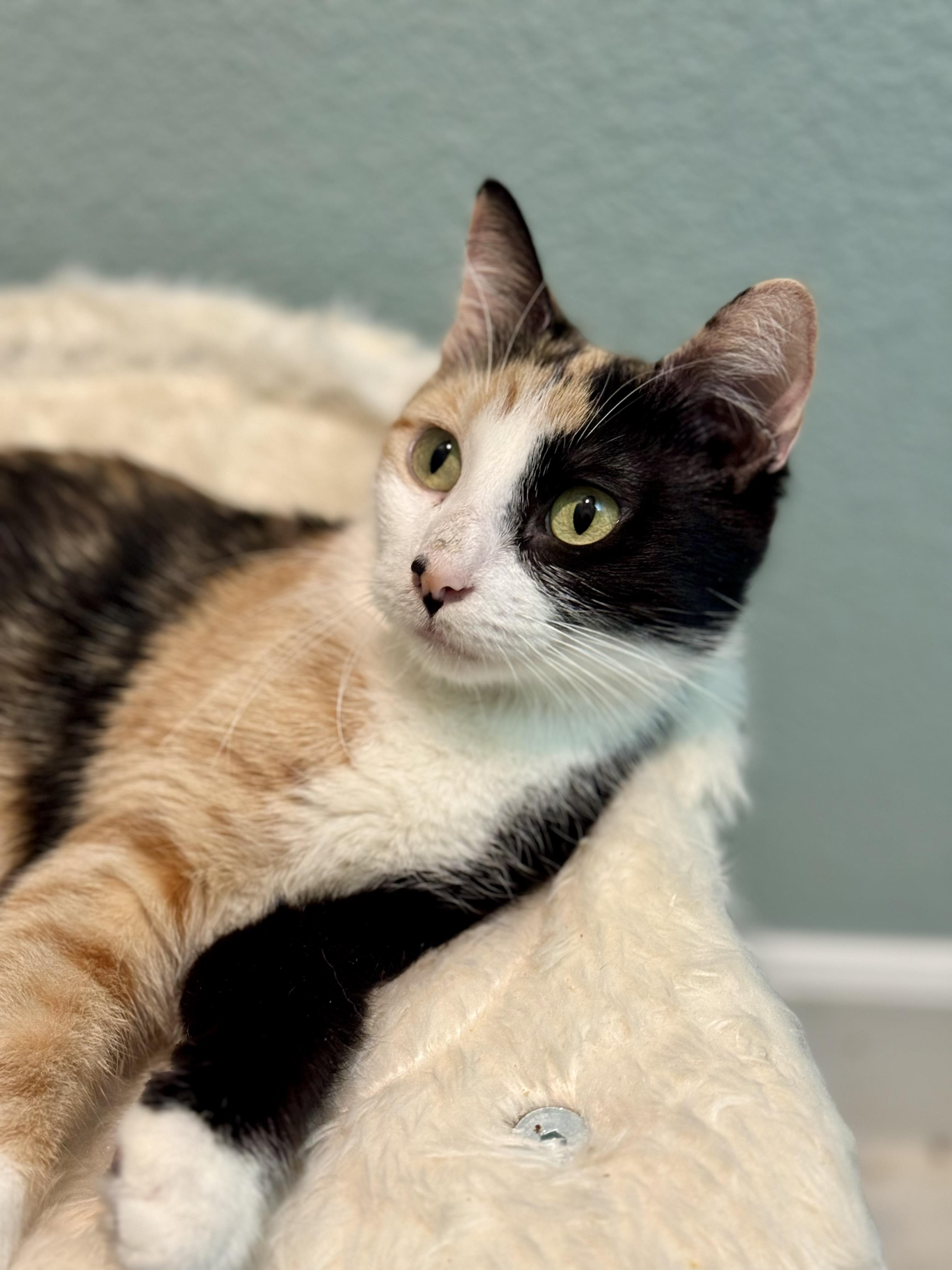 Francesca, Adoptable, Adult Female Domestic Medium Hair.