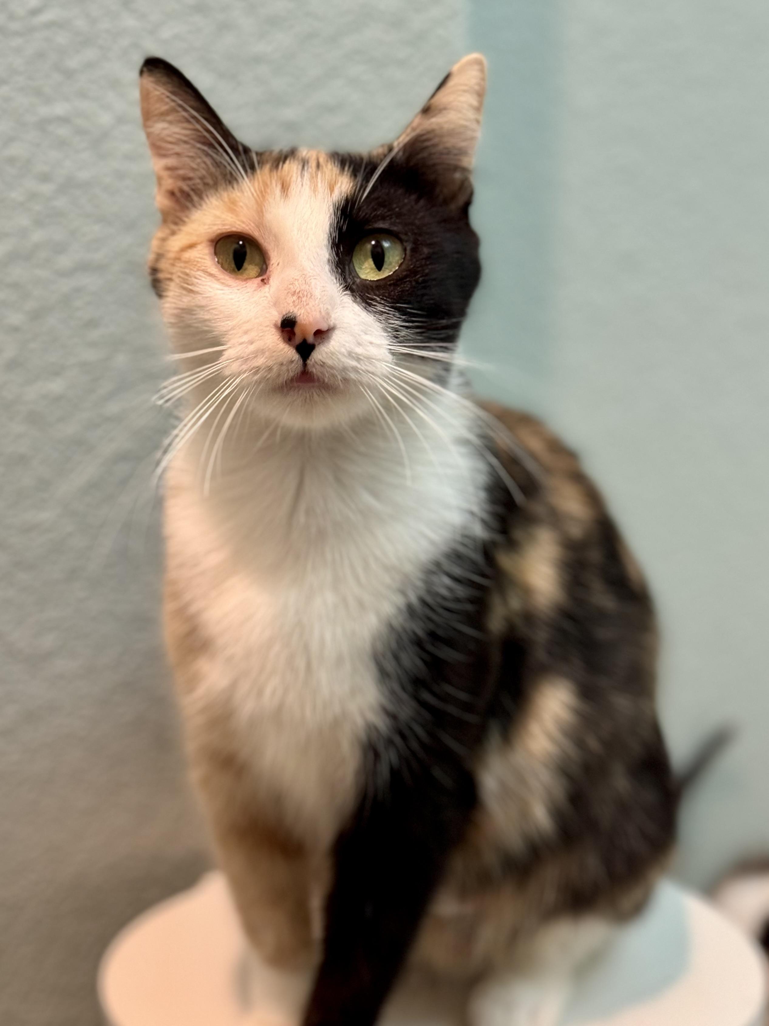 Francesca, a Adoptable mixed breed in Carlsbad, CA image 2/4