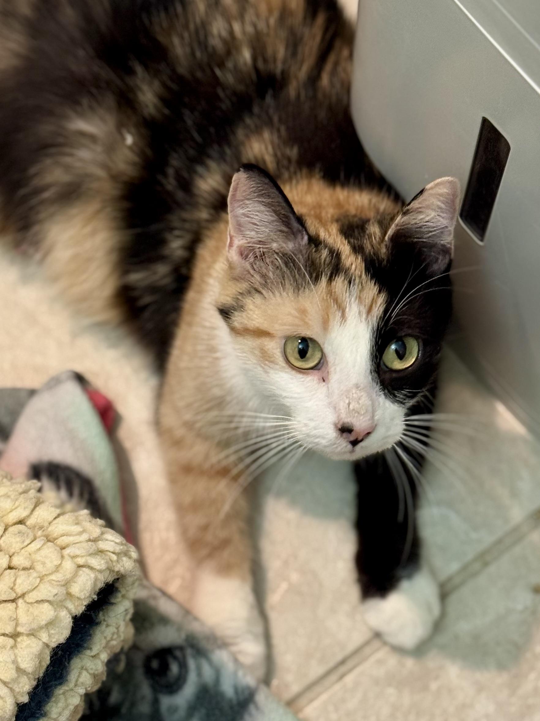 Francesca, a Adoptable mixed breed in Carlsbad, CA image 4/4