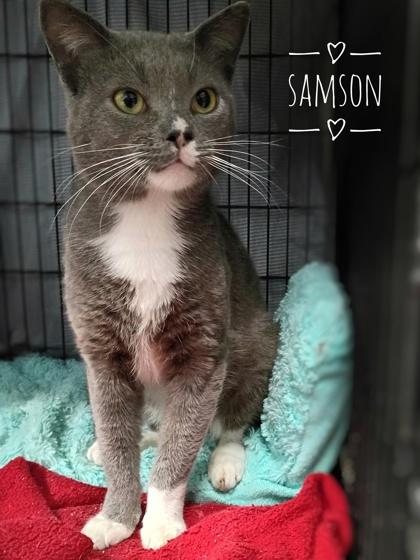 Samson, Adoptable, Young Male Domestic Short Hair & Domestic Short Hair.