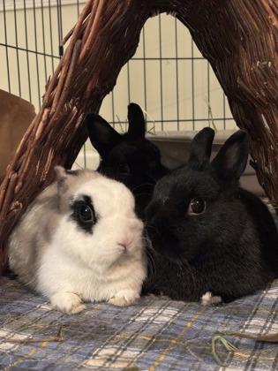 Bunard, Adoptable, Adult Male Dwarf & Bunny Rabbit.