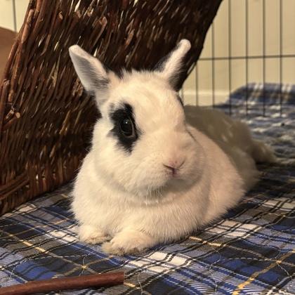 Enlarge Bunard, a Adoptable mixed breed in Wheaton, IL image 3/3