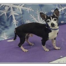 Dino, Adoptable, Senior Male Chihuahua.