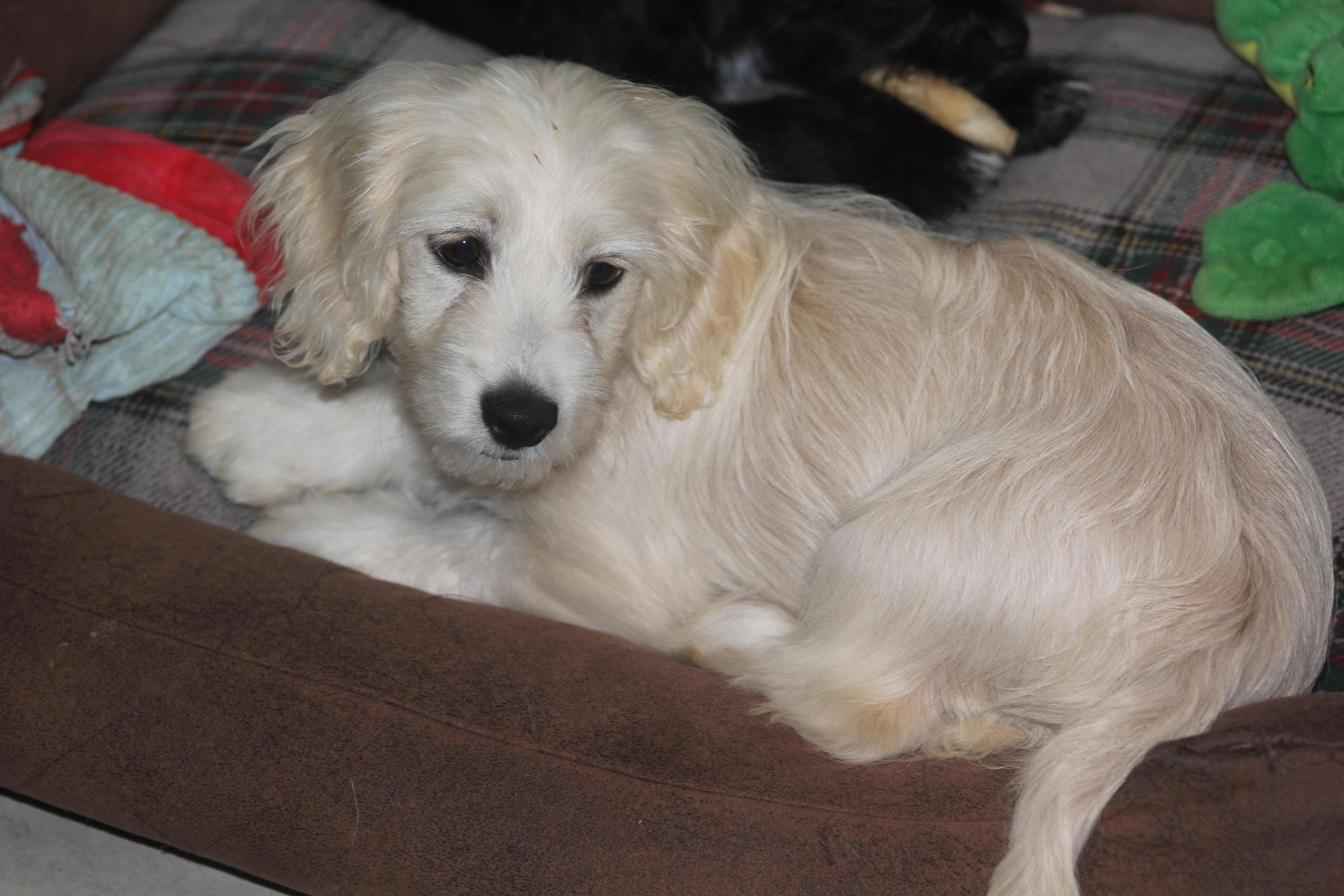 Maxie, adoptable, Young Female Maltese & Spaniel.