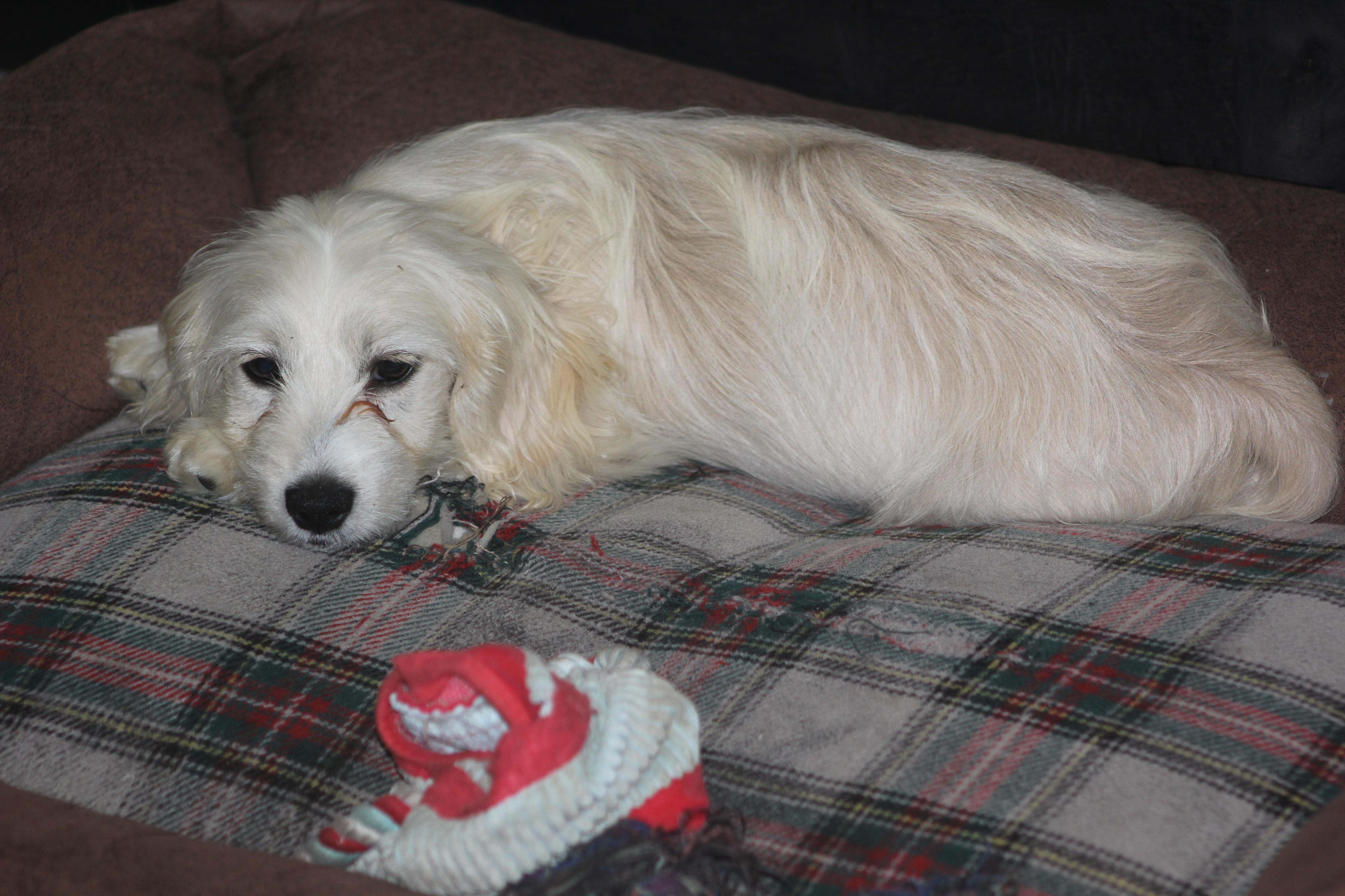 Maxie, an adoptable mixed breed in Orlando, FL image 2/3