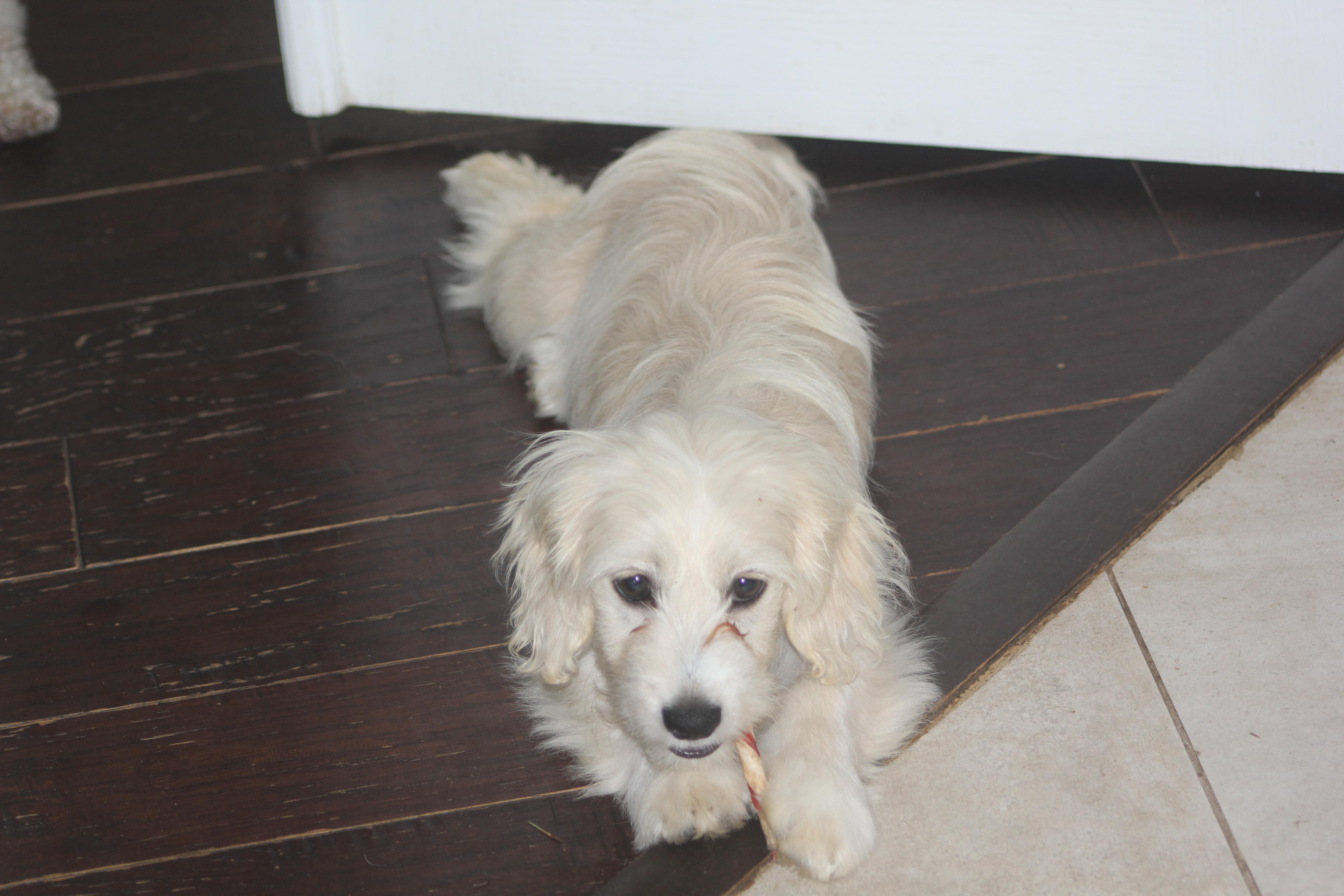 Maxie, an adoptable mixed breed in Orlando, FL image 3/3