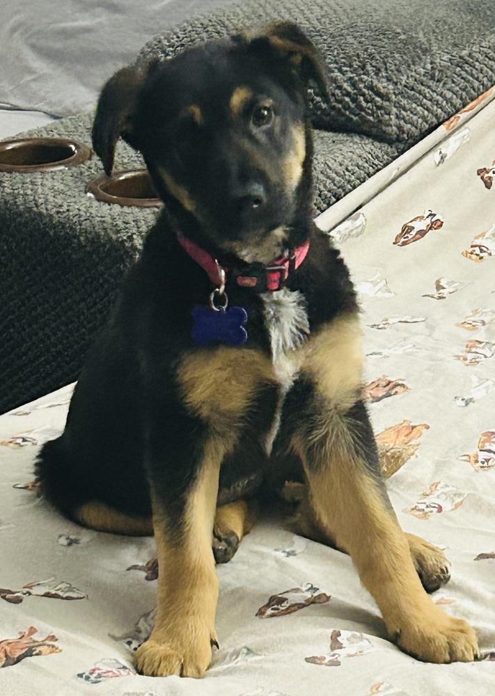 Snapper, Adoptable, Puppy Female Shepherd.