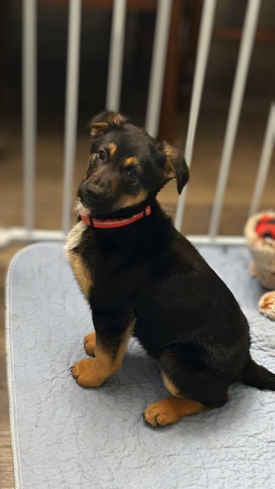 Snapper, a Adoptable mixed breed in Waunakee, WI image 2/6