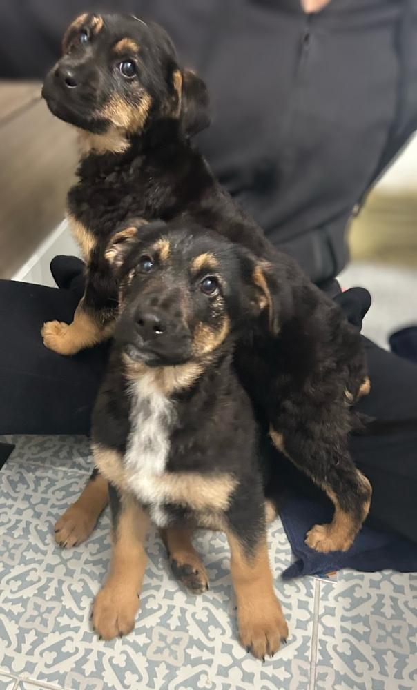 Snapper, a Adoptable mixed breed in Waunakee, WI image 3/6