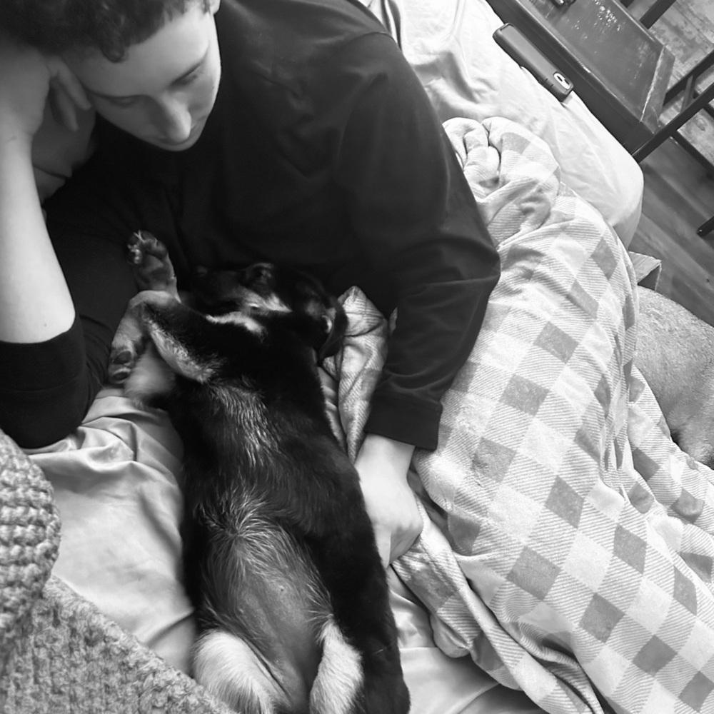 Snapper, a Adoptable mixed breed in Waunakee, WI image 4/6