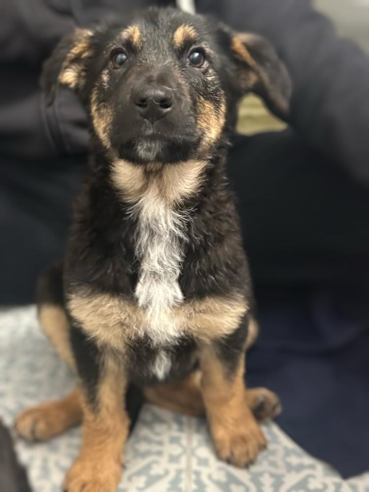 Snapper, a Adoptable mixed breed in Waunakee, WI image 5/6