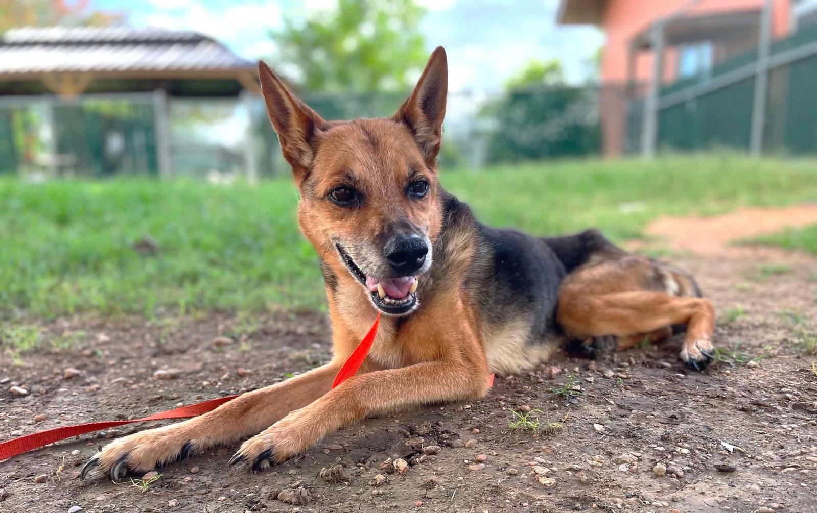 Tracy TX, Adoptable, Senior Female German Shepherd Dog.
