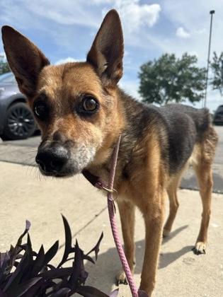 Tracy TX, a Adoptable German Shepherd Dog in Boonton, NJ image 2/3