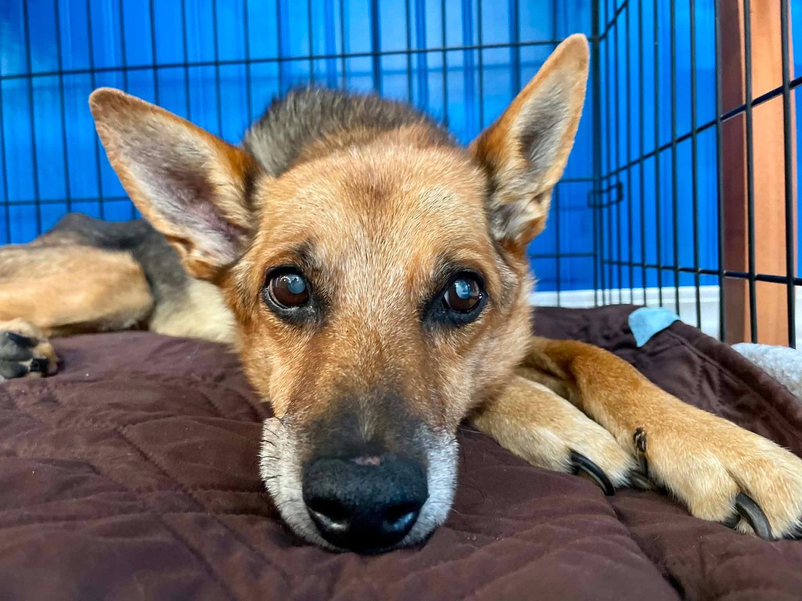 Tracy TX, a Adoptable German Shepherd Dog in Boonton, NJ image 3/3
