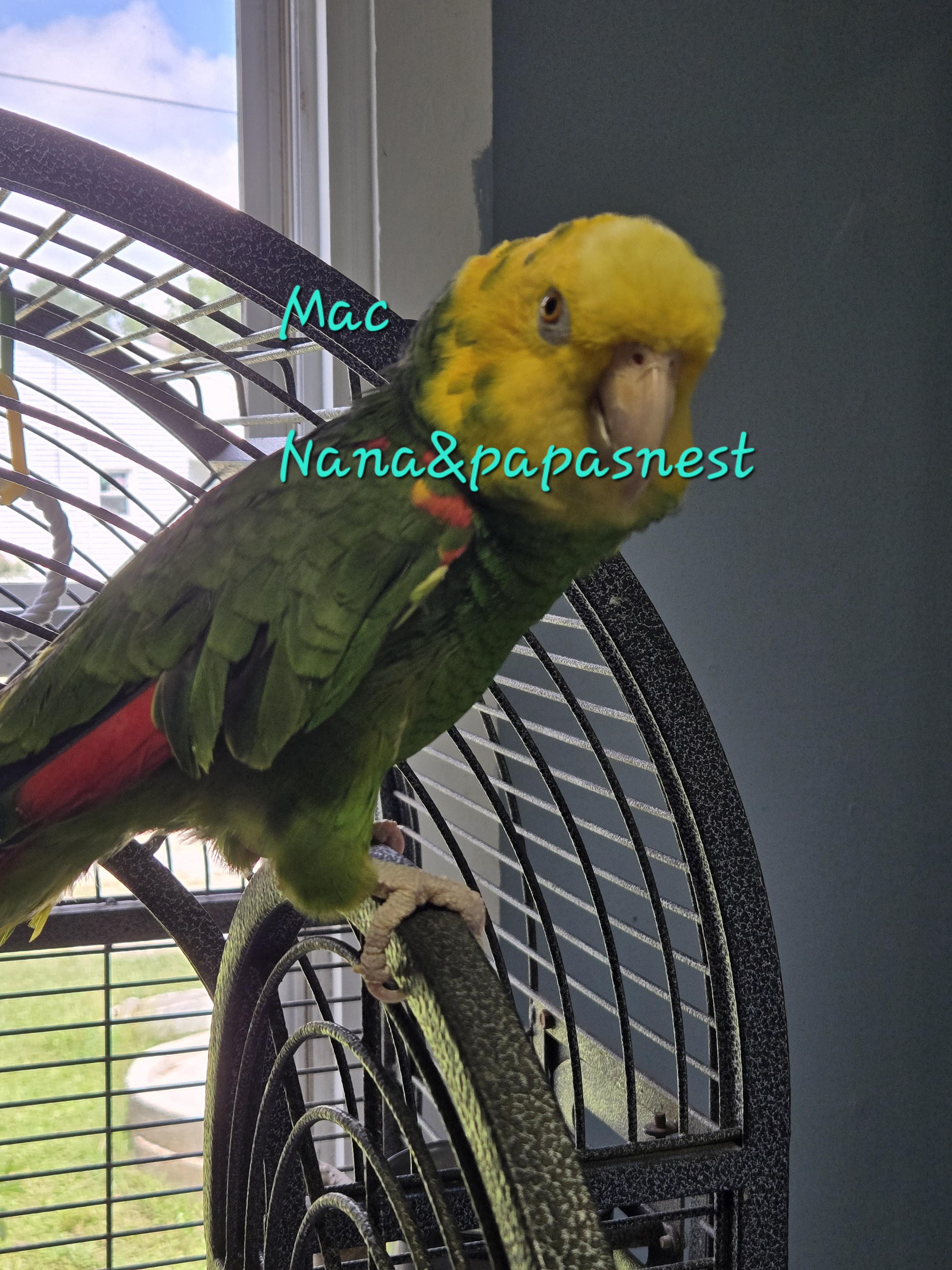 Mac, adopted, Adult Male Amazon.