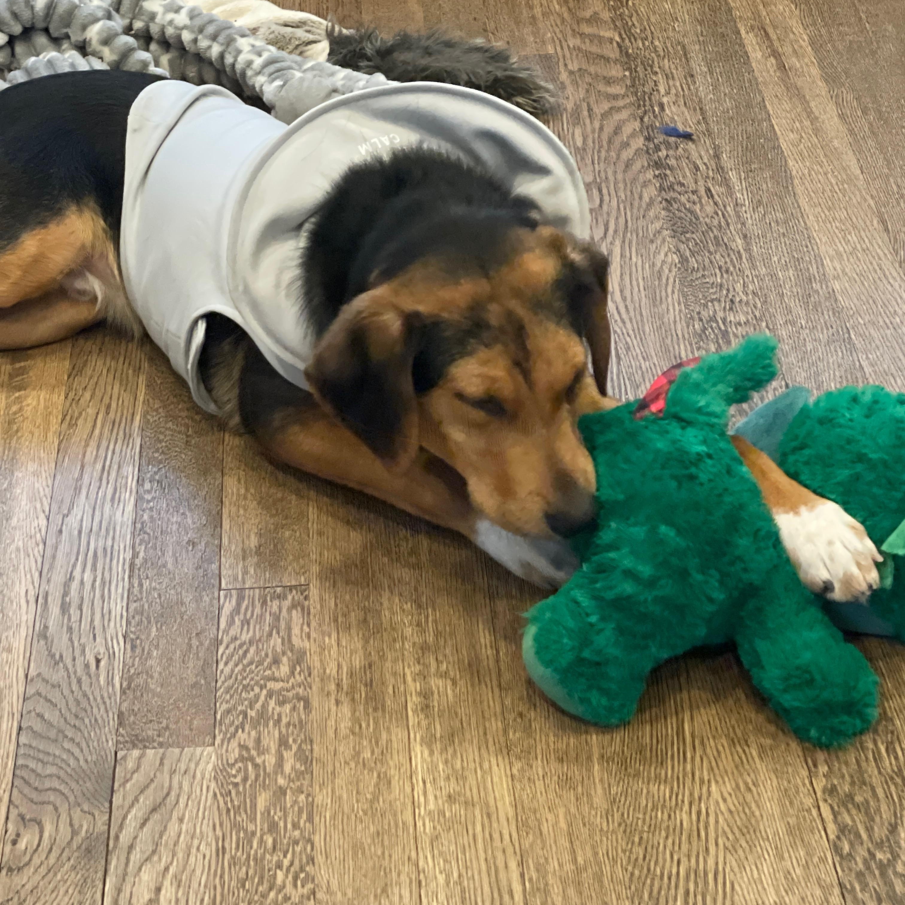 Enlarge Blake, a ADOPTABLE mixed breed in Wantagh, NY image 3/5