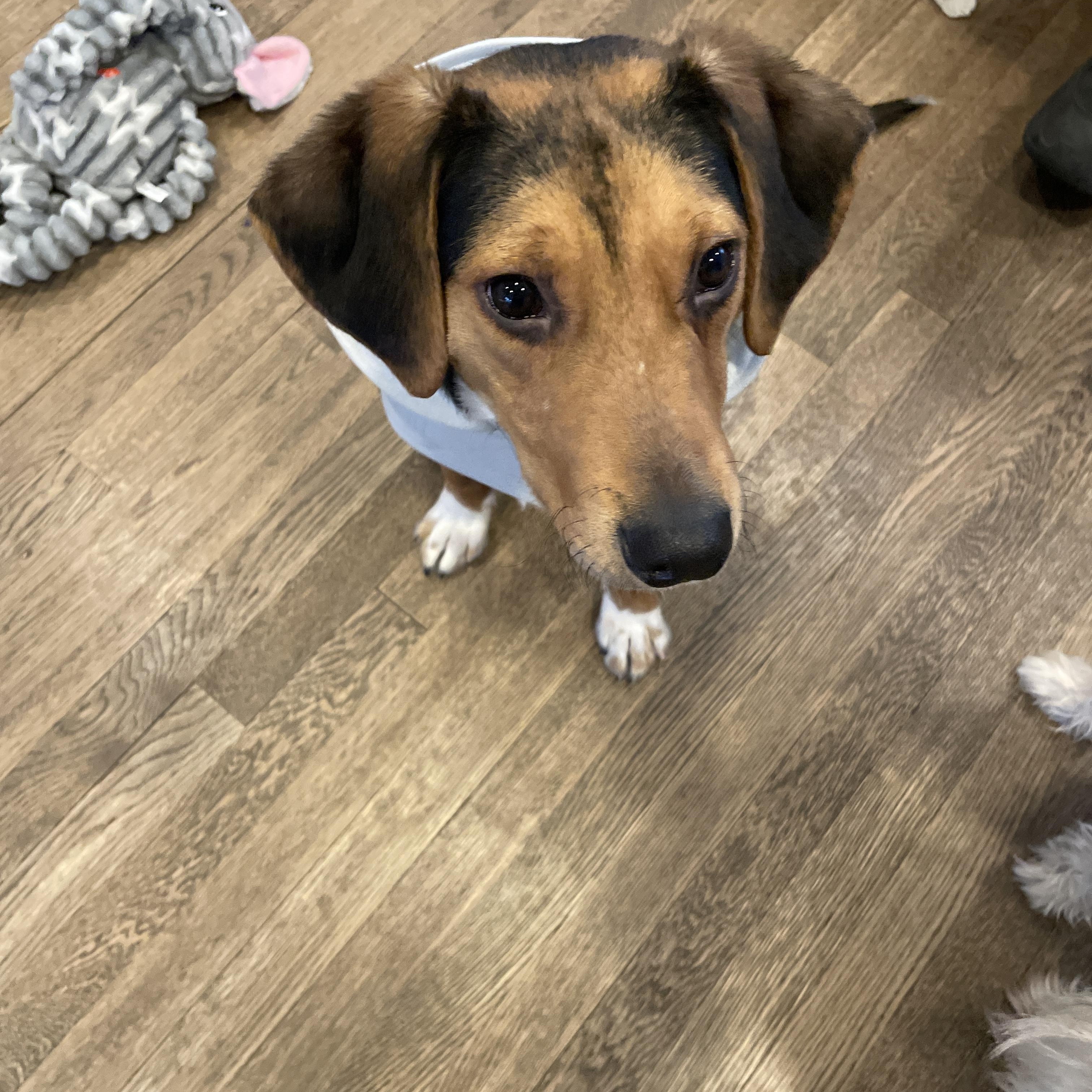 Enlarge Blake, a ADOPTABLE mixed breed in Wantagh, NY image 4/5