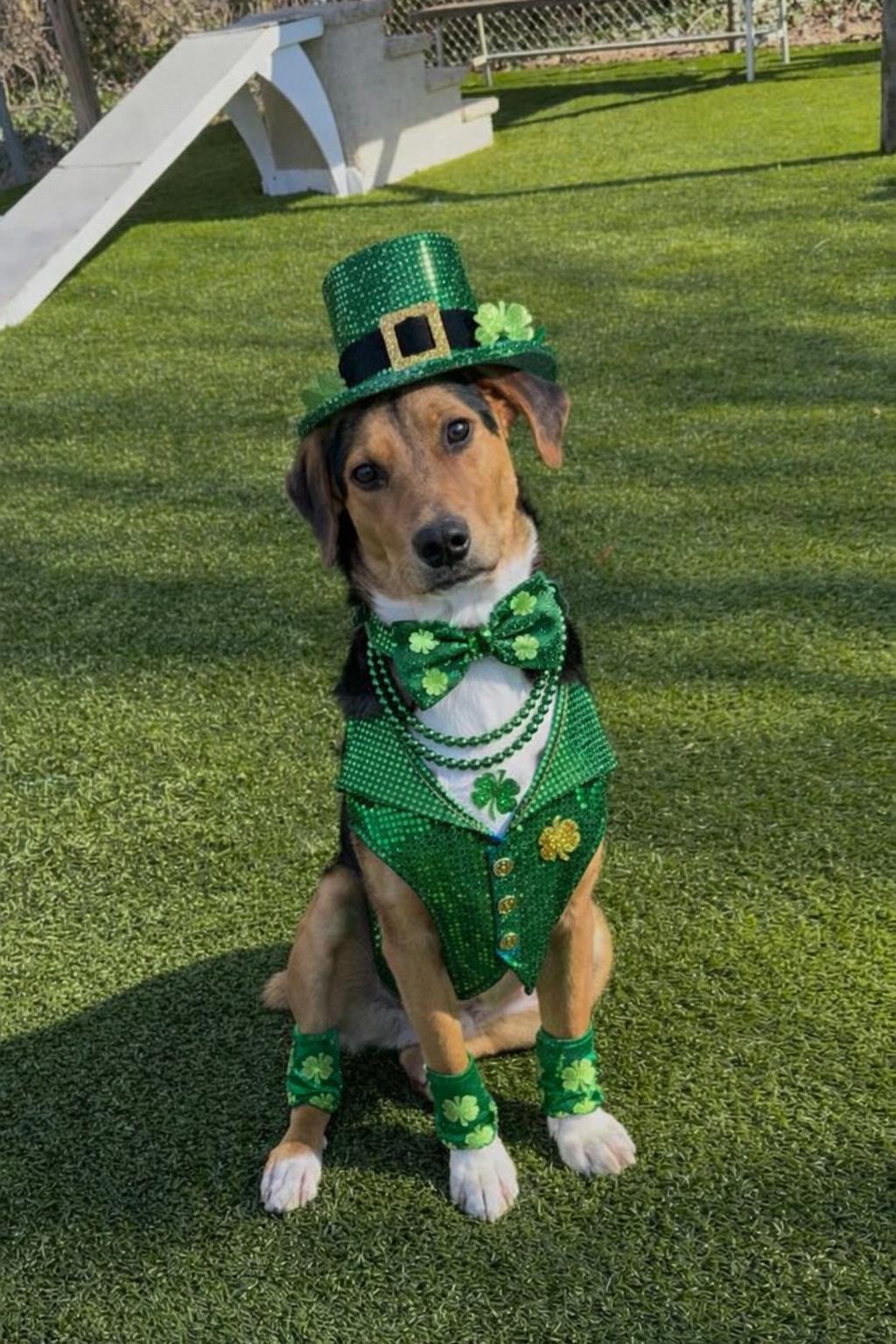 Enlarge Blake, a ADOPTABLE mixed breed in Wantagh, NY image 6/6