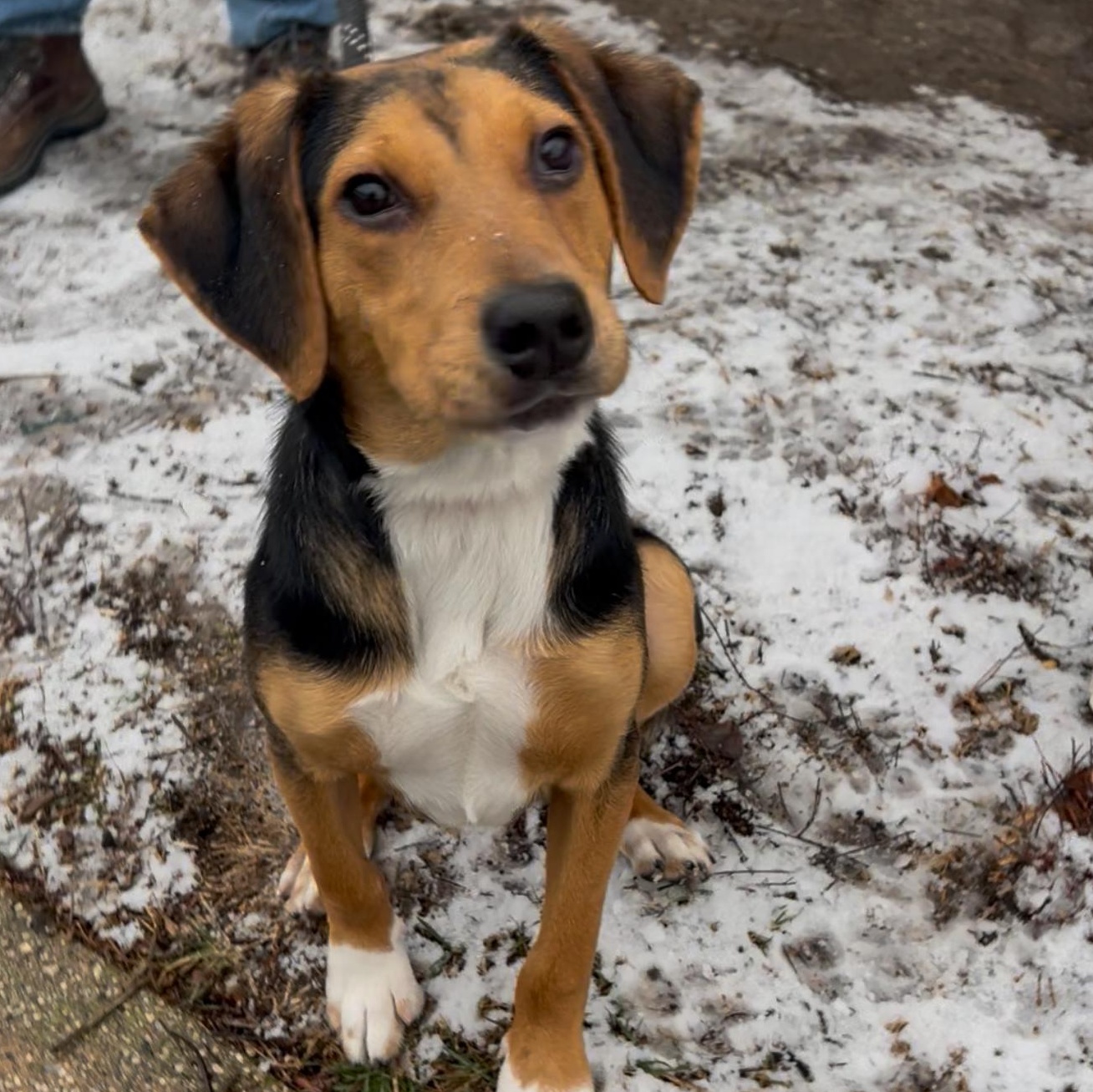 Enlarge Blake, a ADOPTABLE mixed breed in Wantagh, NY image 1/5