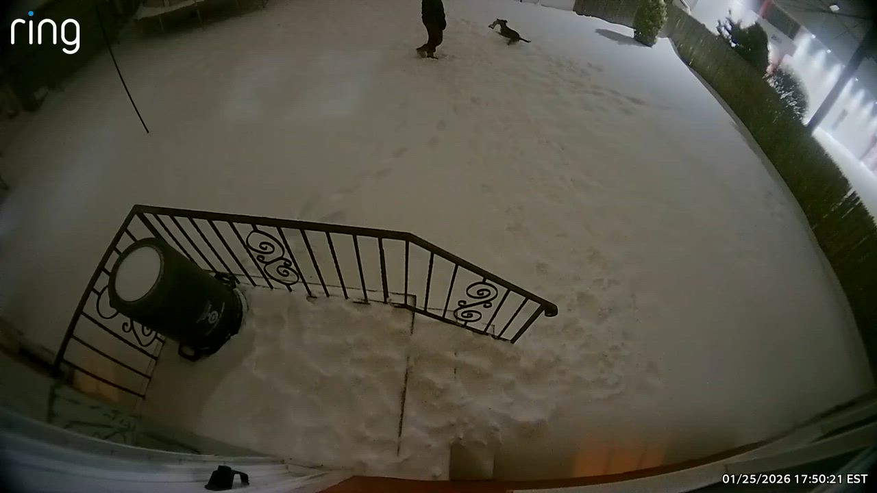 Enlarge Blake, a ADOPTABLE mixed breed in Wantagh, NY video 5/5