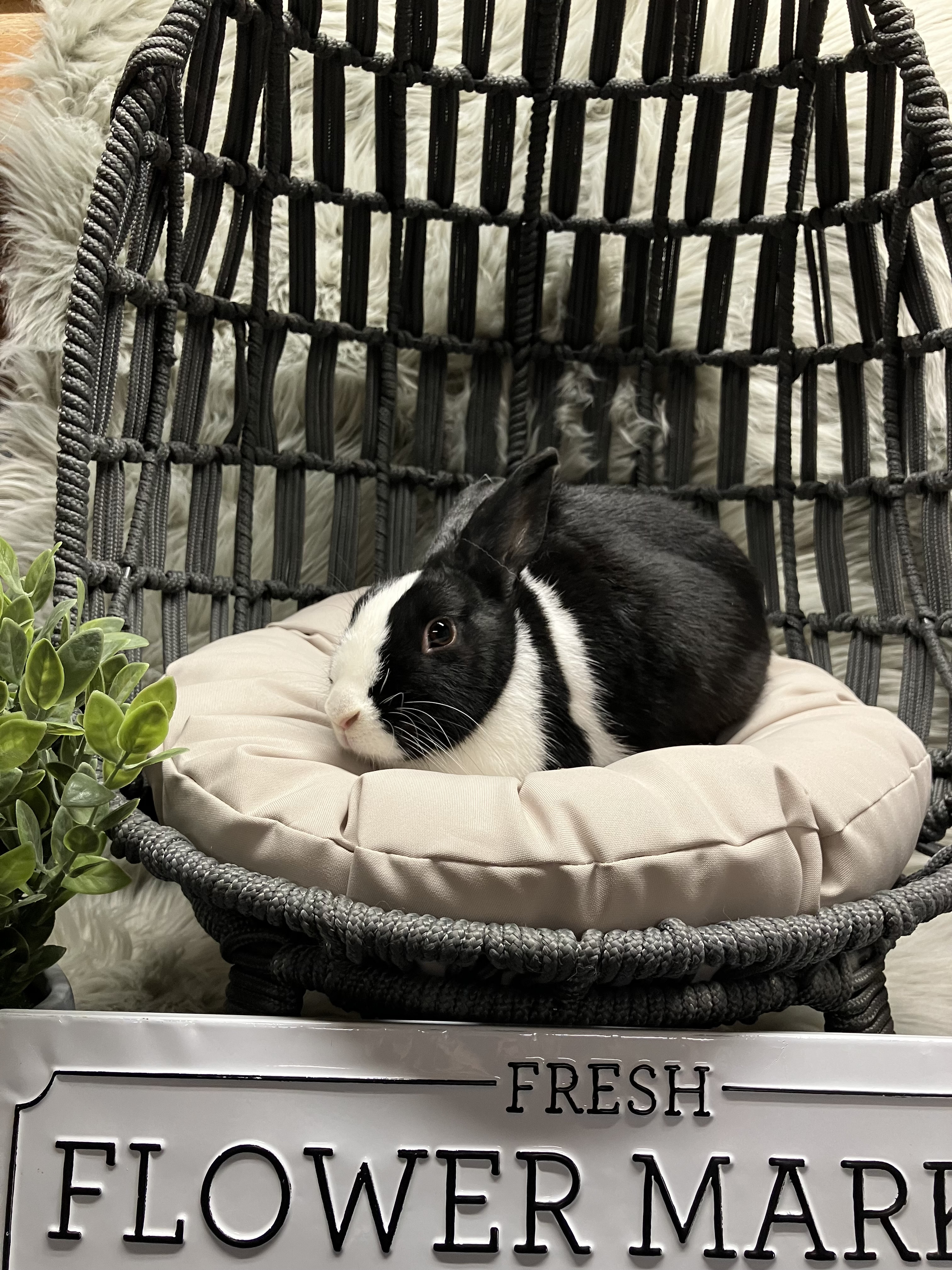 Raven, Baby Female Dutch