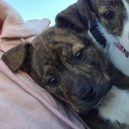 Nacho, ADOPTABLE, Puppy Male Pit Bull Terrier & Boxer.