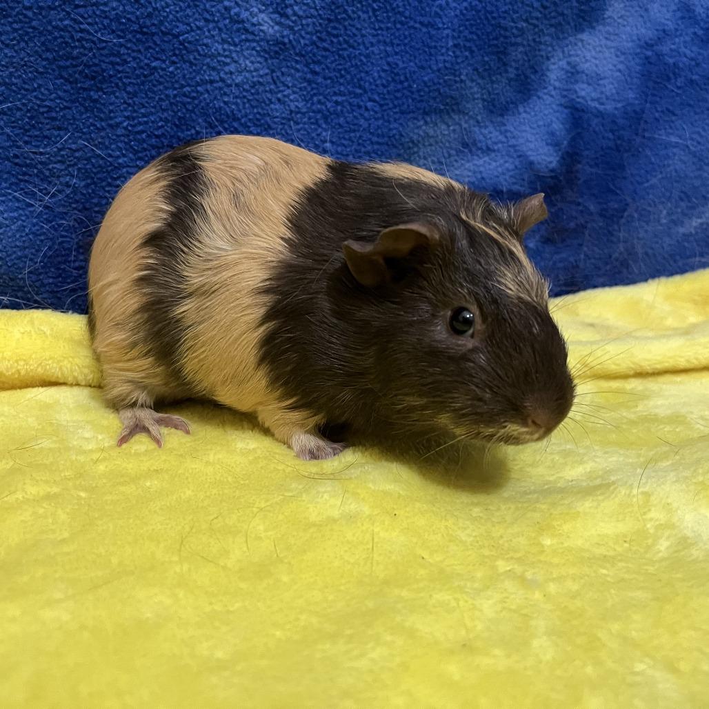 Enlarge Brandy(bonded with Sienna), a Adoptable Guinea Pig in Decatur, GA image 1/3
