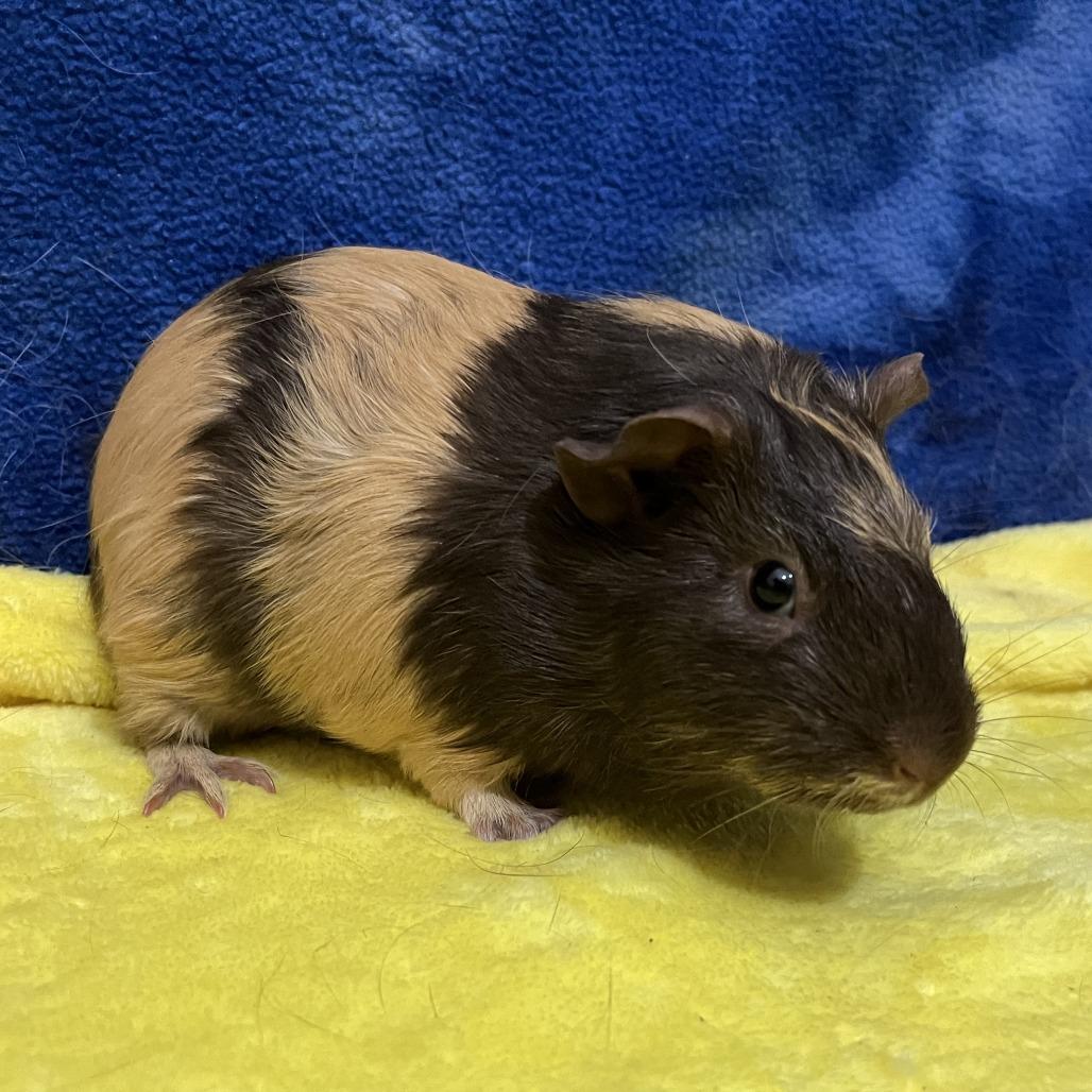 Enlarge Brandy(bonded with Sienna), a Adoptable Guinea Pig in Decatur, GA image 2/3