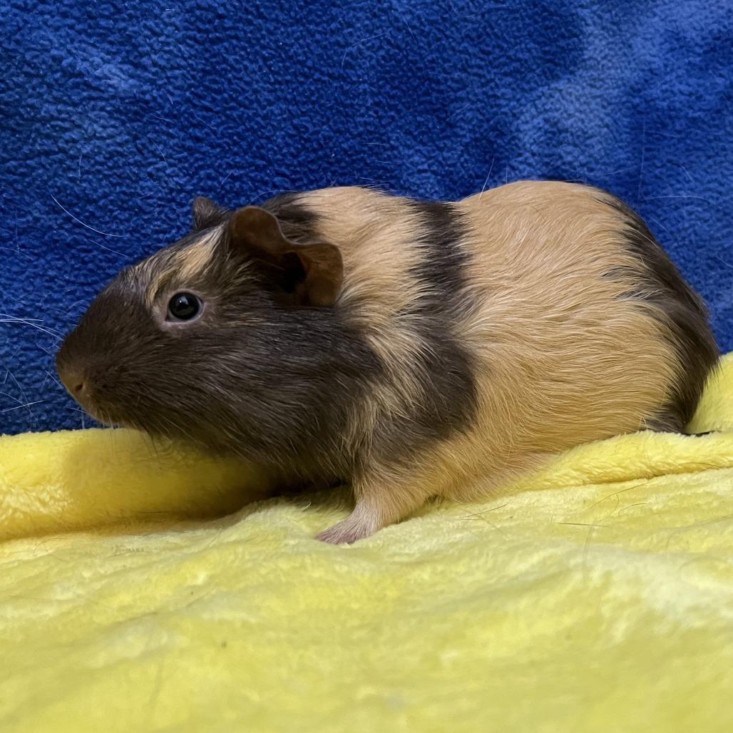 Enlarge Brandy(bonded with Sienna), a Adoptable Guinea Pig in Decatur, GA image 3/3