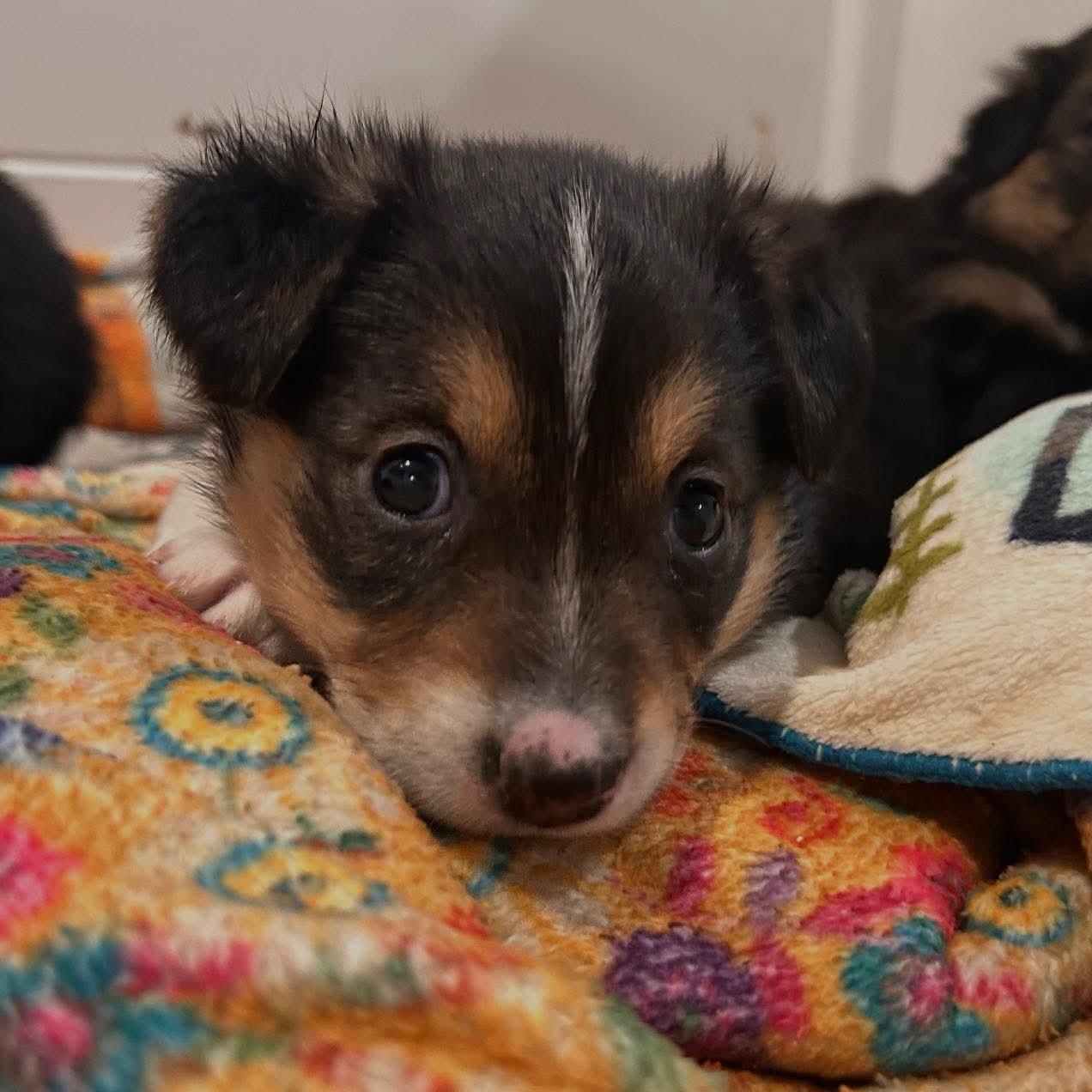 Clara, a Adoptable mixed breed in Shinnston, WV image 1/4