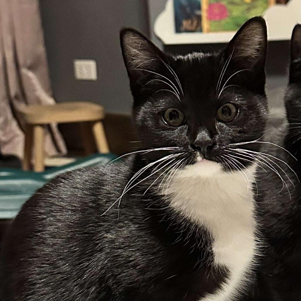 Enlarge Kevi, a Adoptable Domestic Short Hair in Plainfield, IL image 1/6
