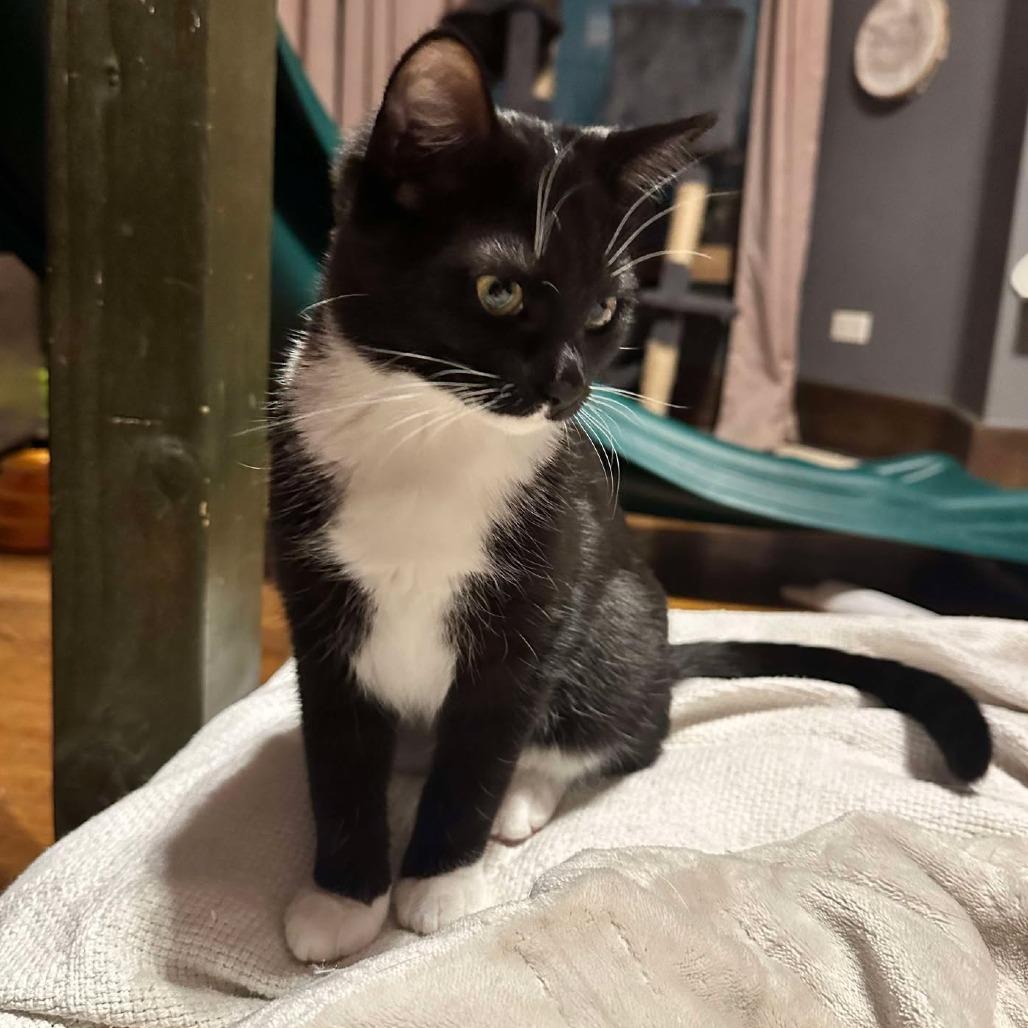 Enlarge Kevi, a Adoptable Domestic Short Hair in Plainfield, IL image 2/6