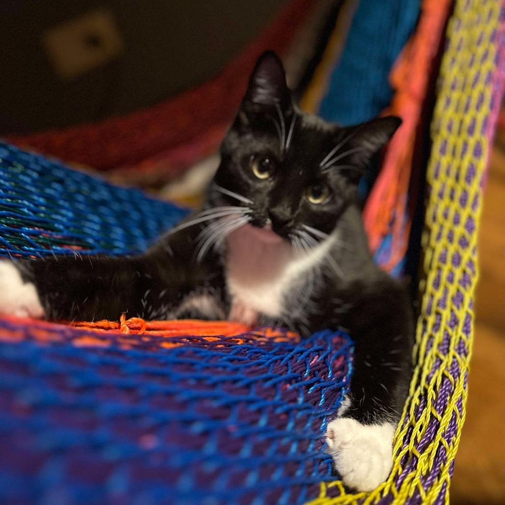 Enlarge Kevi, a Adoptable Domestic Short Hair in Plainfield, IL image 3/6