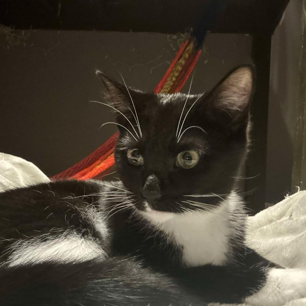 Enlarge Kevi, a Adoptable Domestic Short Hair in Plainfield, IL image 4/6