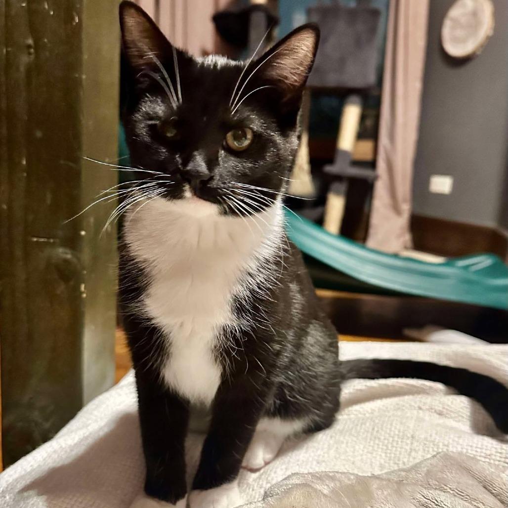 Enlarge Kevi, a Adoptable Domestic Short Hair in Plainfield, IL image 5/6