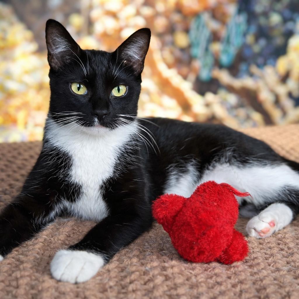 Enlarge Kevi, a Adoptable Domestic Short Hair in Plainfield, IL image 4/5