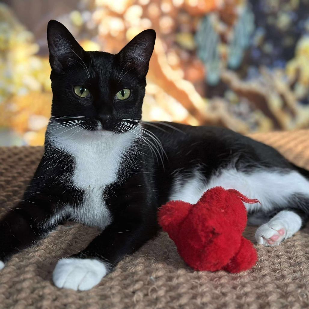 Enlarge Kevi, a Adoptable Domestic Short Hair in Plainfield, IL image 6/6