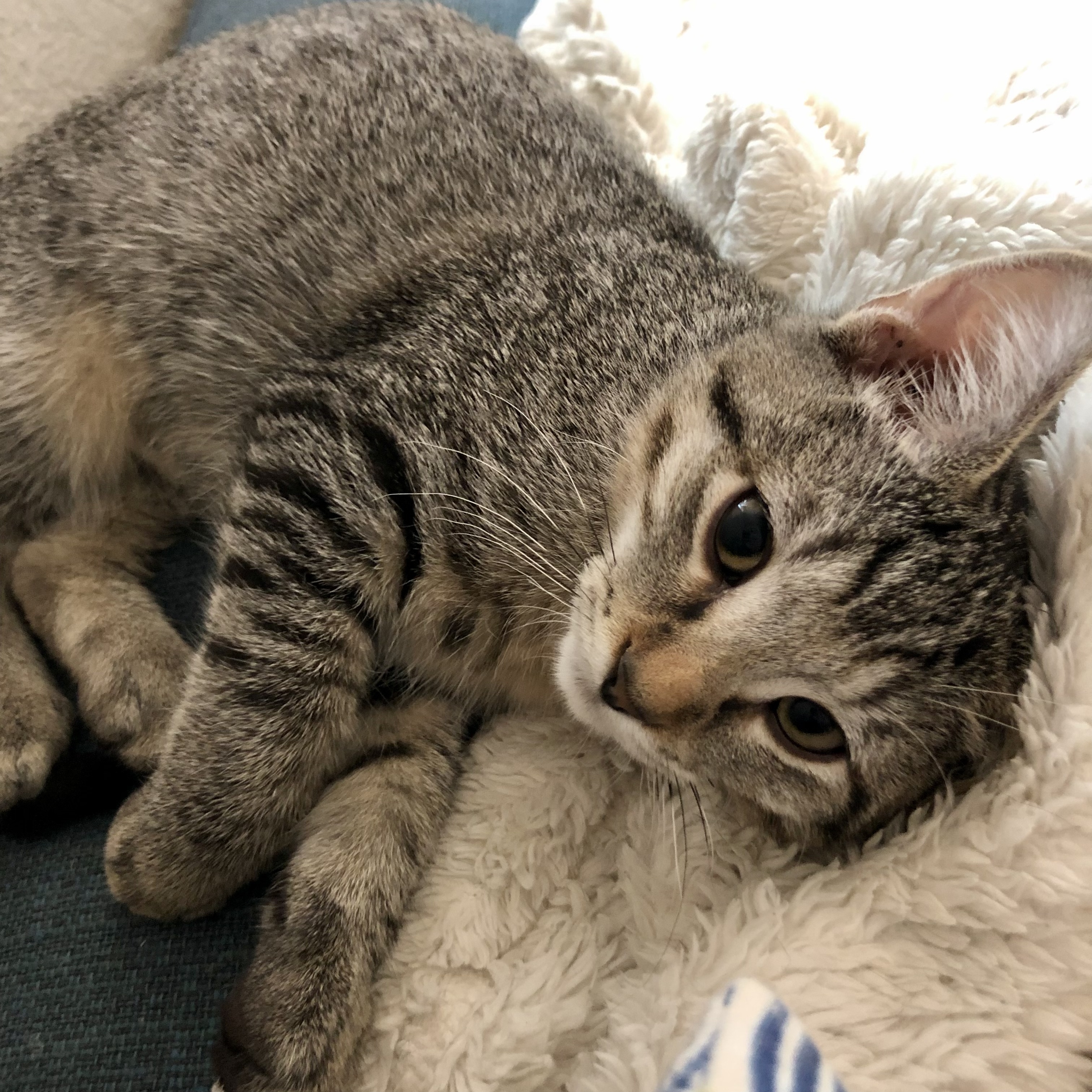 Imogene, Adoptable, Young Female Domestic Short Hair.